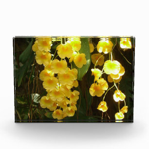 Bloc Photo Orchidées jaunes suspendues Fleurs tropicales