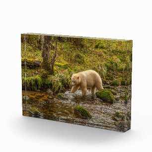 Bloc Photo Ours Spirit blanc chasse le poisson dans Riordan C