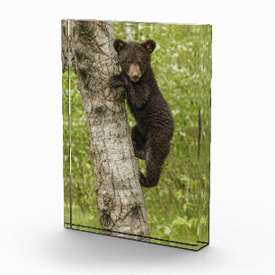 Bloc Photo Ourson noir dans un arbre