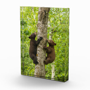 Bloc Photo Oursons de l'ours noir grimpant à l'arbre