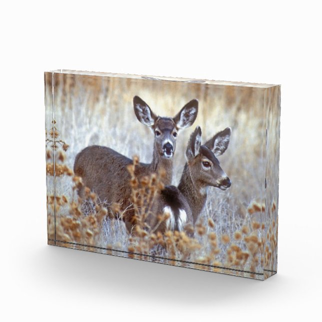 Bloc Photo Paire de cerfs de Mule sauvage | Californie (Droite)