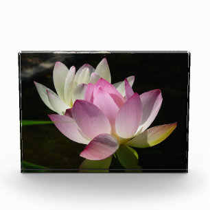 Bloc Photo Paire de fleurs de lotus II