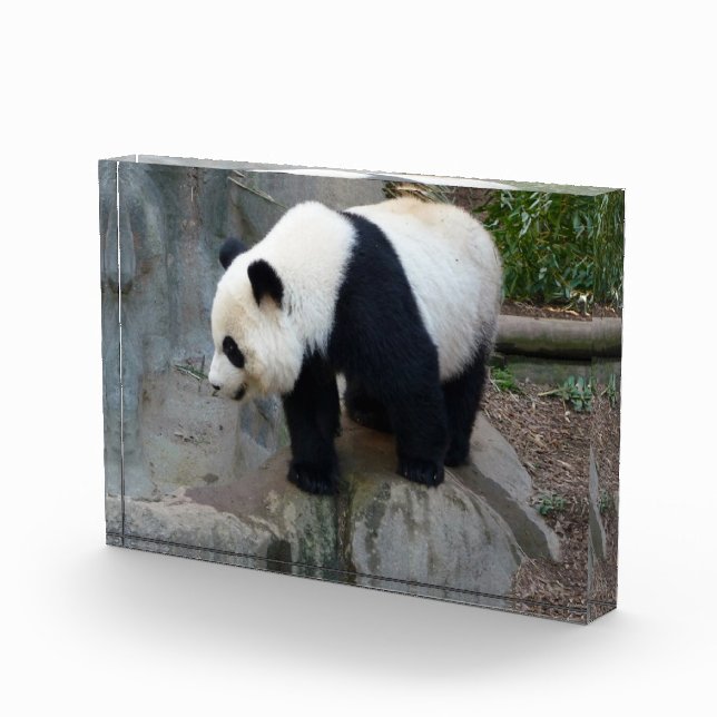 Bloc Photo Panda Bear Block Photo (Droite)