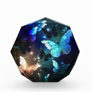 Bloc Photo Papillon de nuit