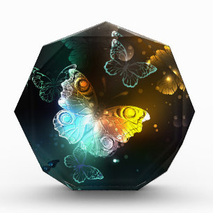 Bloc Photo Papillon lumineux et papillons de nuit
