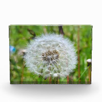 Parfaite dent-de-lion – Photographie botanique mac