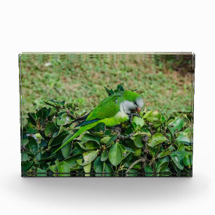 Bloc Photo Perroquet vert