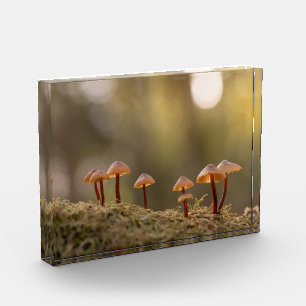 Bloc Photo Petits champignons Photo nature