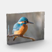 Photo de la nature de Kingfisher