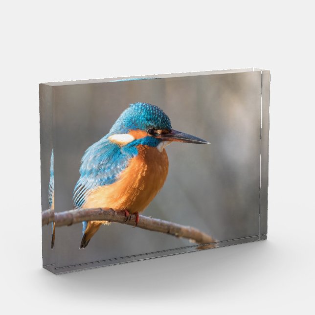 Bloc Photo Photo de la nature de Kingfisher (Gauche)