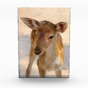 Bloc Photo Photographie de cerfs fantaisistes de la forêt