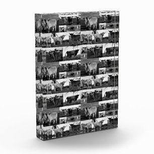 Bloc Photo Photographie De Vache Noire Et Blanc,