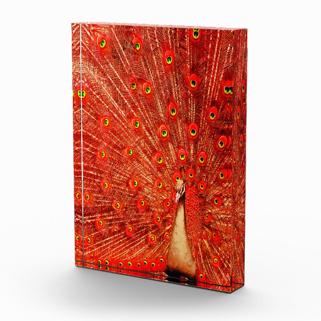 Bloc Photo Pic Rouge Disposant De Ses Plumes Rouges, (Droite)