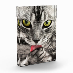 Bloc photo Portrait de chat mignon