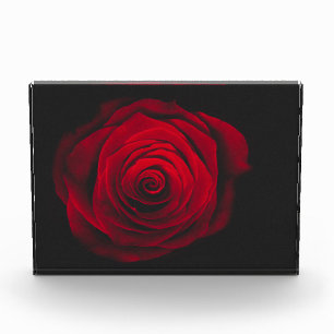 Bloc Photo Red rose on black background vintage effect