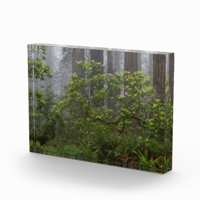 Bloc Photo Rhododendron dans le parc national Redwood en Cali (Droite)