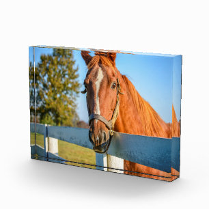 Bloc Photo Rose Twilight   Thoroughbred Race Horse