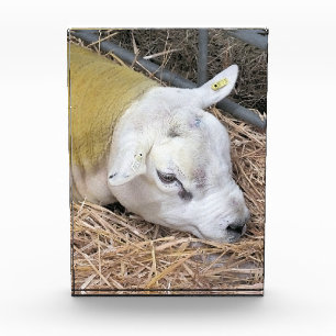 BLOC PHOTO SHEEP