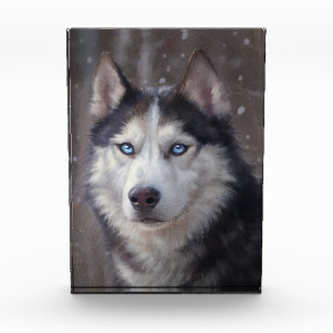 Bloc Photo Sibérien Husky