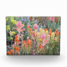 Sierra fleurs sauvages de babeurre