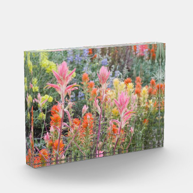 Bloc Photo Sierra fleurs sauvages de babeurre (Gauche)