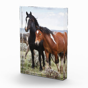 Bloc Photo Troupeau de Chevaux sauvages