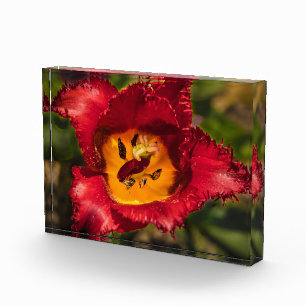 Bloc Photo Tuliforme rouge