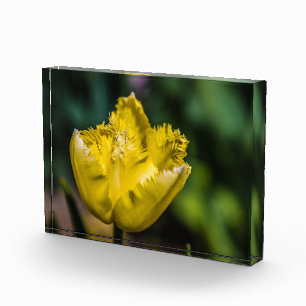 Bloc Photo Tulipe jaune
