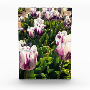 Bloc Photo Tulipes à rayures blanches et violettes