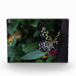 Bloc Photo Un papillon jaune sur des fleurs roses