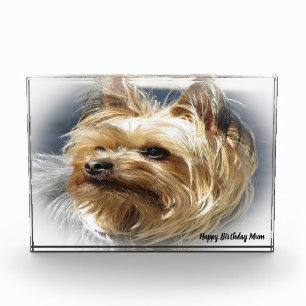 Bloc Photo Yorkshire Terrier Dog.