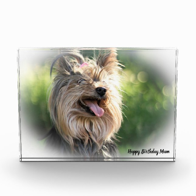 Bloc Photo Yorkshire Terrier Dog. (Devant)
