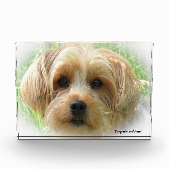 Bloc Photo Yorkshire Terrier Dog. (Devant)