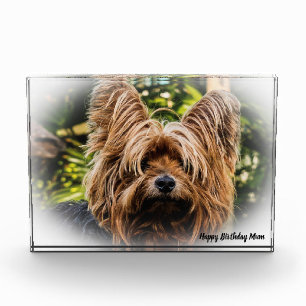 Bloc Photo Yorkshire Terrier Dog.