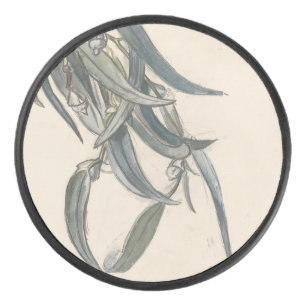 Bloeiende tak van een eucalyptus