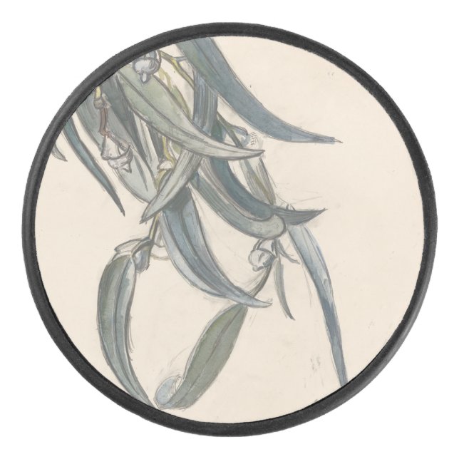 Bloeiende tak van een eucalyptus (Devant)