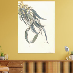 Bloeiende tak van een eucalyptus canvas print