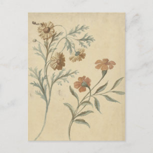 Bloemstudie van een Rode en een Bruine Bloem Postcard