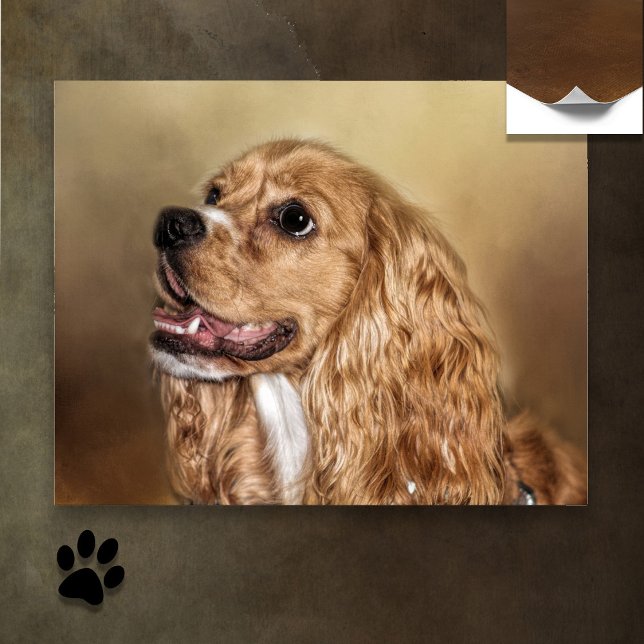 Blonde Cocker Spaniel Poster (Creator Uploaded)