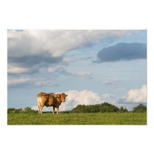 Blonde d'Aquitaine cow in Dordogne region, France Photo Print
