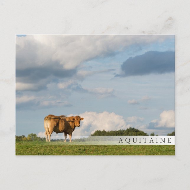Blonde d'Aquitaine cow in Dordogne region, France Postcard (Front)