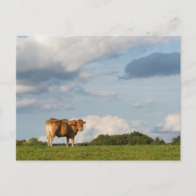 Blonde d'Aquitaine cow in Dordogne region, France Postcard (Front)