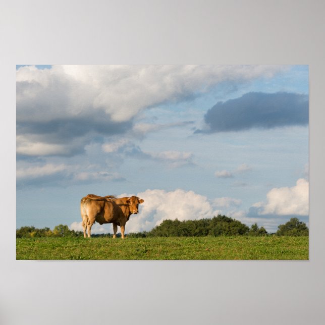 Blonde d'Aquitaine cow in Dordogne region, France Poster (Front)