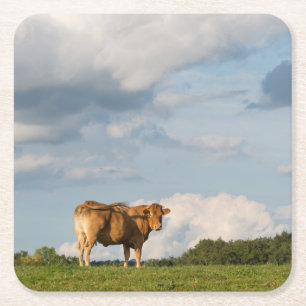 Blonde d'Aquitaine cow in Dordogne region, France Square Paper Coaster