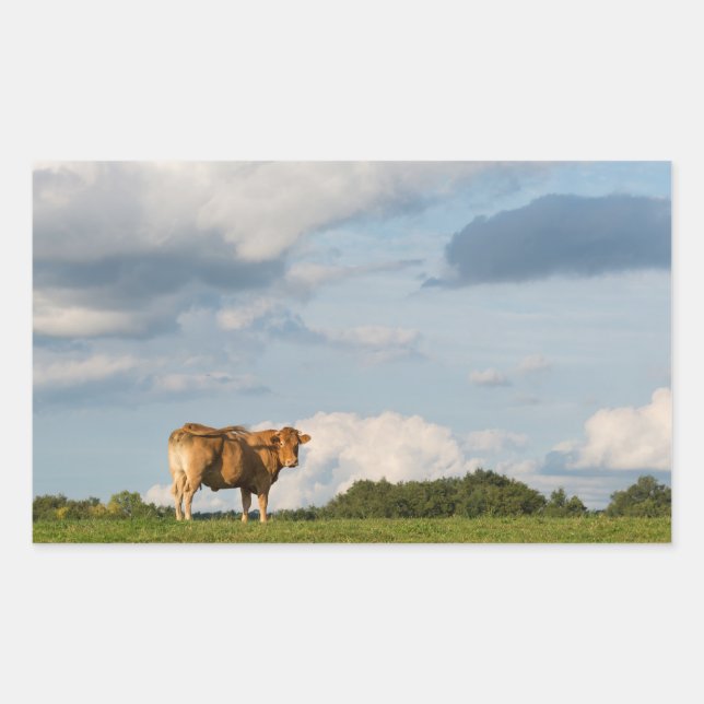 Blonde d'Aquitaine cow in Dordogne region, France Sticker (Front)