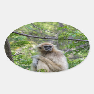 Blonde Gibbon Monkey - Hylobates lar Oval Sticker