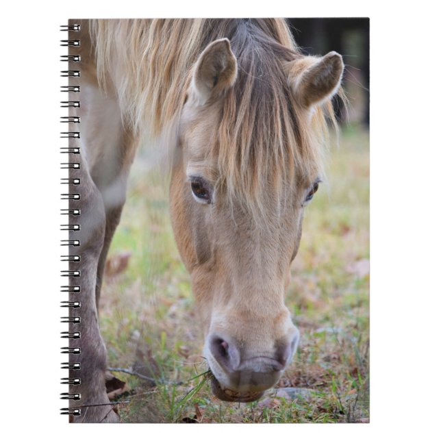 Blonde Horse Notebook (Front)