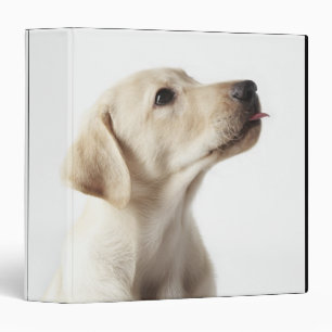 Blonde Labrador puppy sticking out tongue Binder