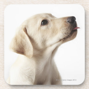 Blonde Labrador puppy sticking out tongue Coaster