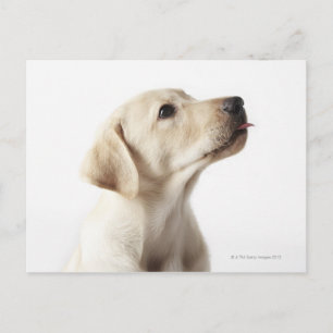Blonde Labrador puppy sticking out tongue Postcard